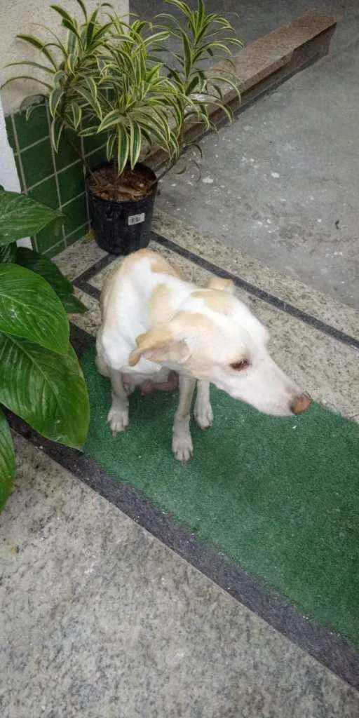 Cachorro ra a Rafeiro idade 2 anos nome Branquinha