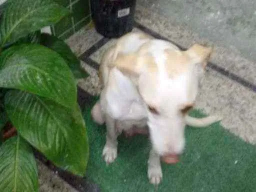 Cachorro ra a Rafeiro idade 2 anos nome Branquinha