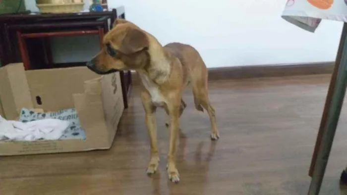 Cachorro ra a Srd idade 7 a 11 meses nome Mel