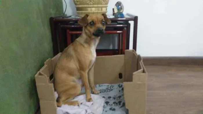 Cachorro ra a Srd idade 7 a 11 meses nome Mel