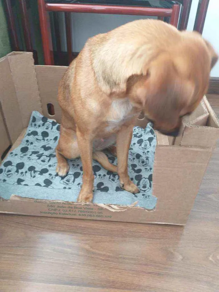 Cachorro ra a Srd idade 7 a 11 meses nome Mel