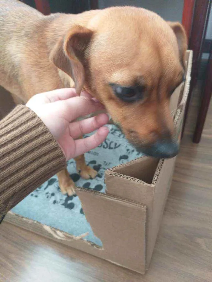 Cachorro ra a Srd idade 7 a 11 meses nome Mel