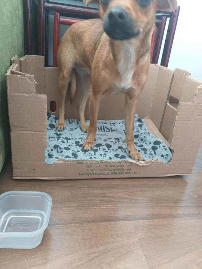 Cachorro ra a Srd idade 7 a 11 meses nome Mel