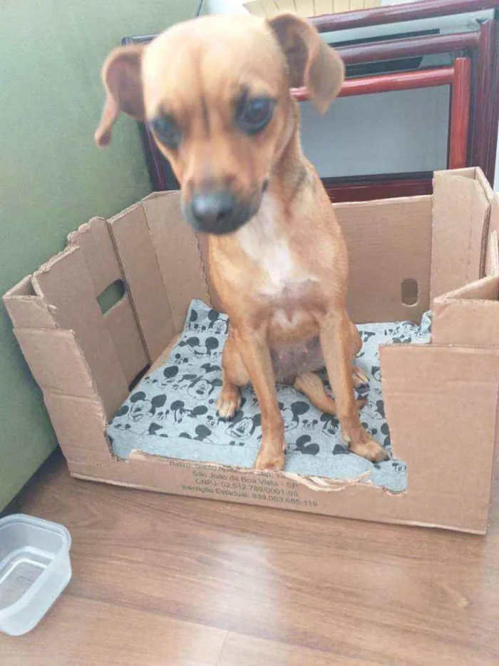Cachorro ra a Srd idade 7 a 11 meses nome Mel