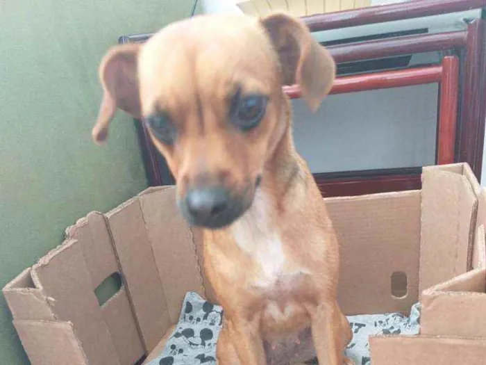 Cachorro ra a Srd idade 7 a 11 meses nome Mel
