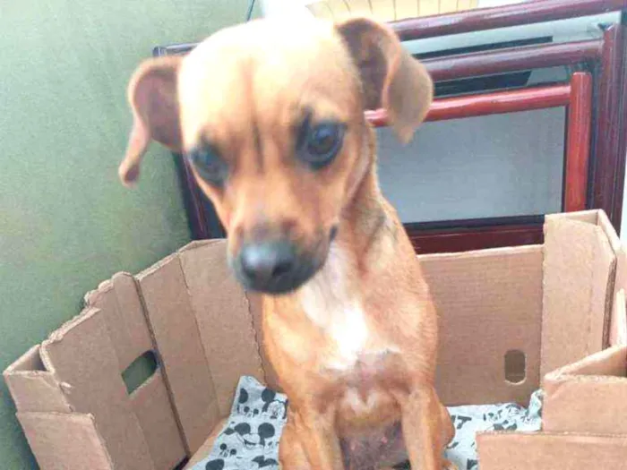 Cachorro ra a Srd idade 7 a 11 meses nome Mel