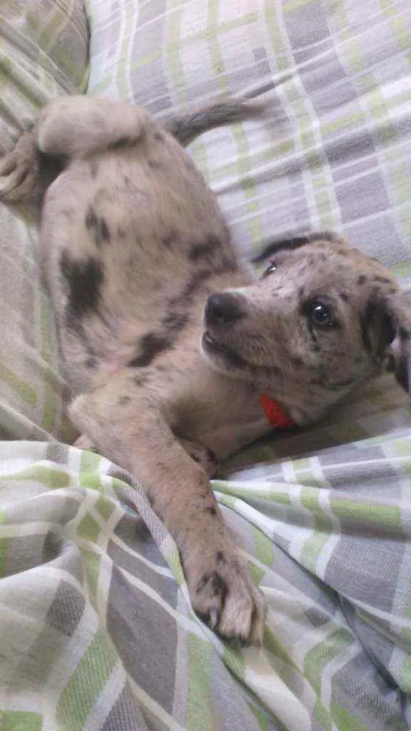 Cachorro ra a Não definida idade 2 a 6 meses nome Pandora