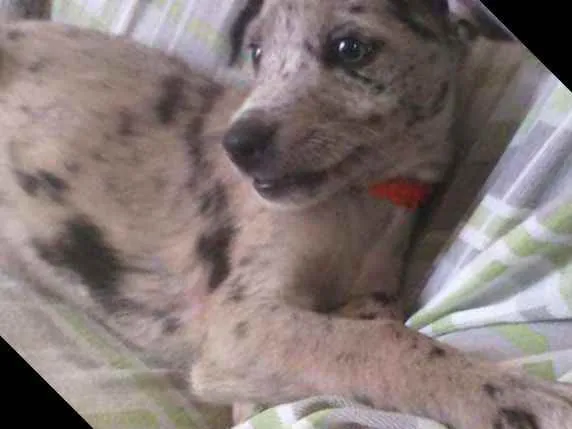 Cachorro ra a Não definida idade 2 a 6 meses nome Pandora