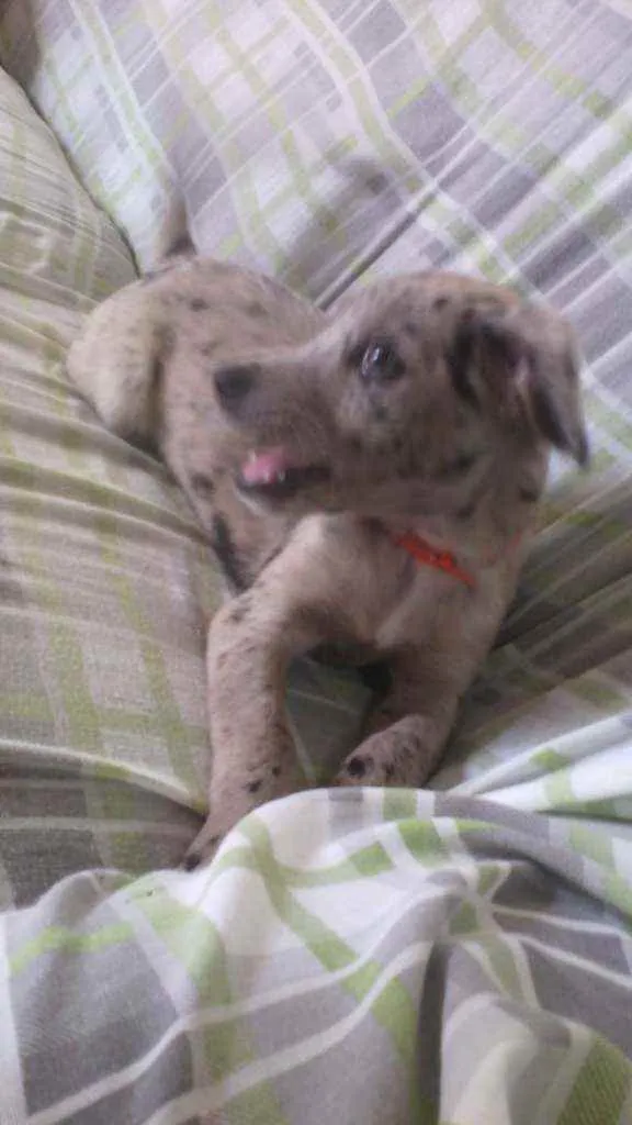 Cachorro ra a Não definida idade 2 a 6 meses nome Pandora
