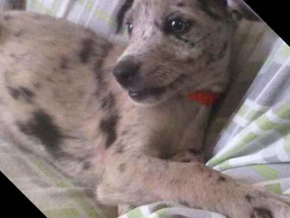 Cachorro ra a Não definida idade 2 a 6 meses nome Pandora
