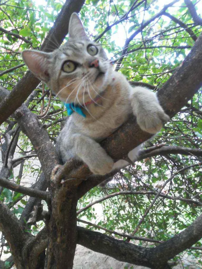 Gato ra a Comum tigresa idade 7 a 11 meses nome Fofucho