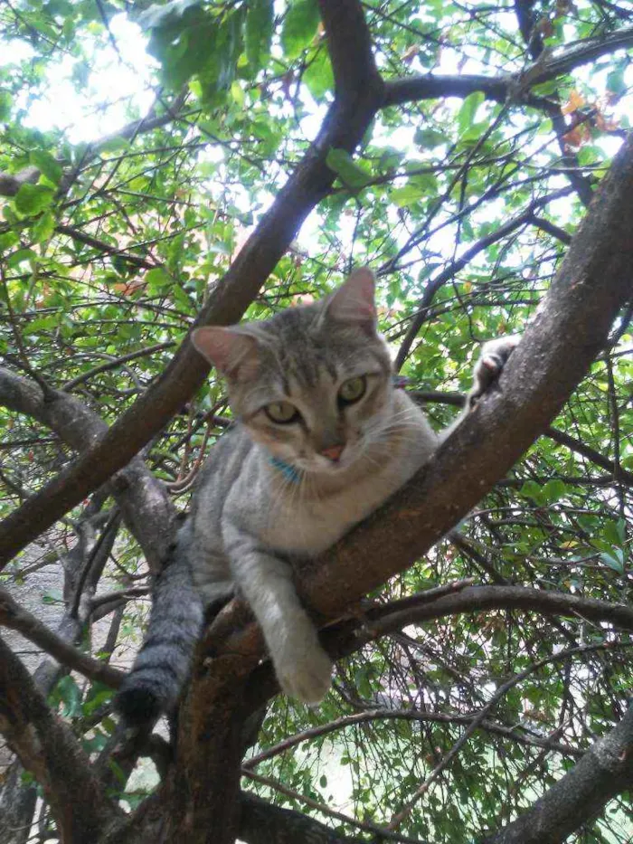 Gato ra a Comum tigresa idade 7 a 11 meses nome Fofucho