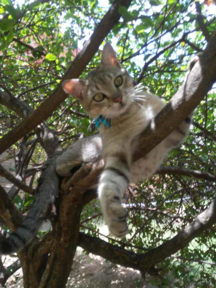 Gato ra a Comum tigresa idade 7 a 11 meses nome Fofucho