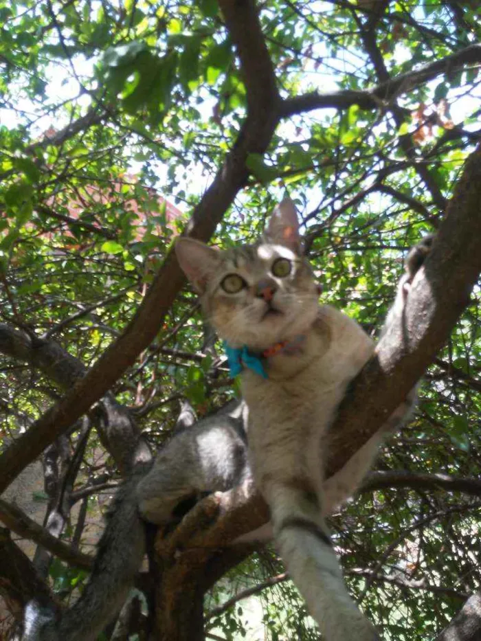 Gato ra a Comum tigresa idade 7 a 11 meses nome Fofucho