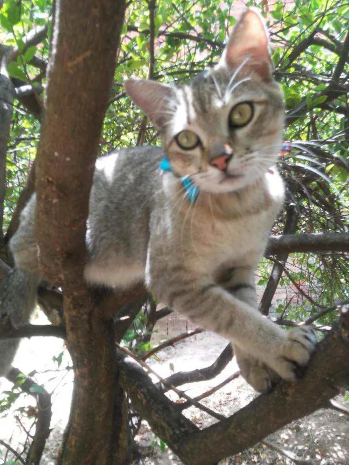 Gato ra a Comum tigresa idade 7 a 11 meses nome Fofucho