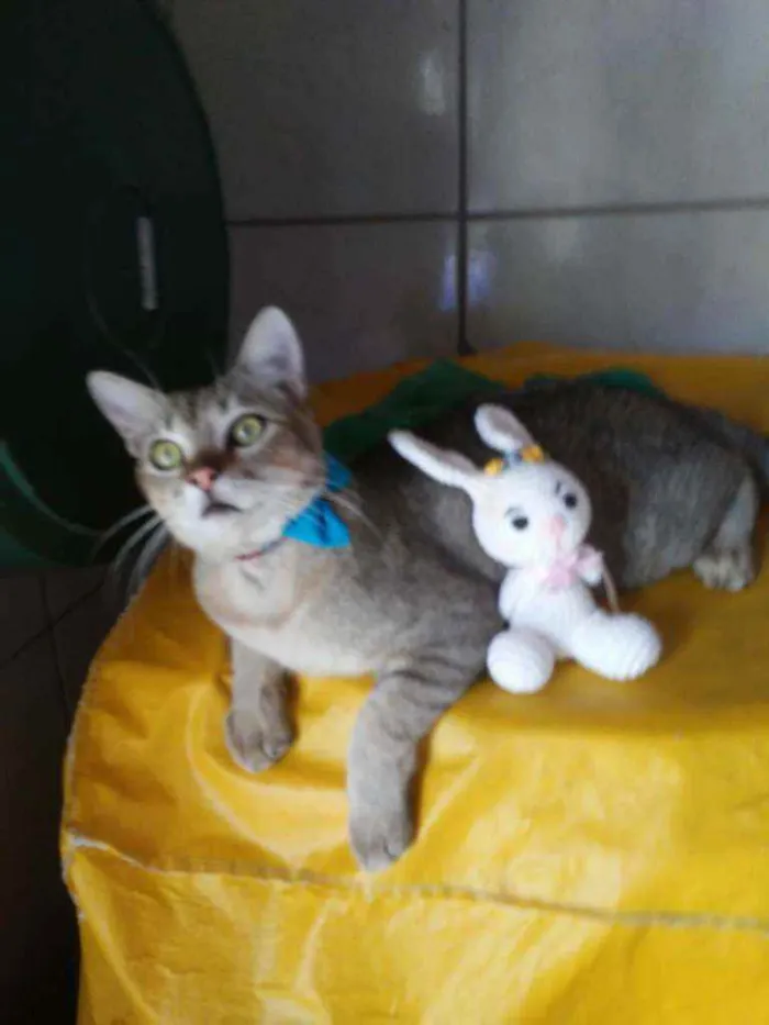 Gato ra a Comum tigresa idade 7 a 11 meses nome Fofucho
