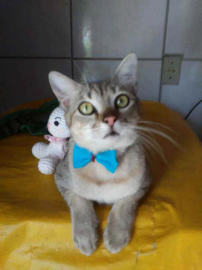 Gato ra a Comum tigresa idade 7 a 11 meses nome Fofucho