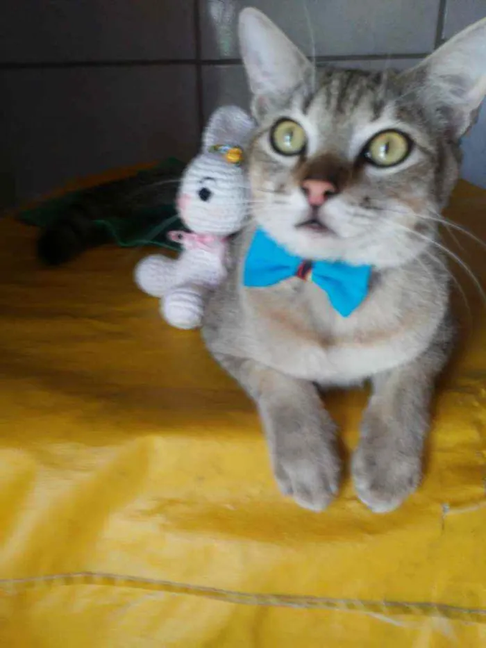 Gato ra a Comum tigresa idade 7 a 11 meses nome Fofucho
