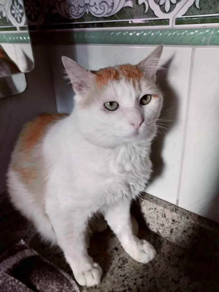 Gato ra a Srd idade 1 ano nome Ming gatinho lindo