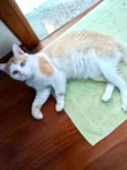 Ming gatinho lindo
