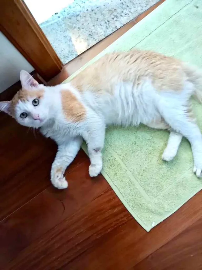 Gato ra a Srd idade 1 ano nome Ming gatinho lindo