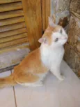 Ming gatinho lindo