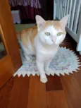Ming gatinho lindo