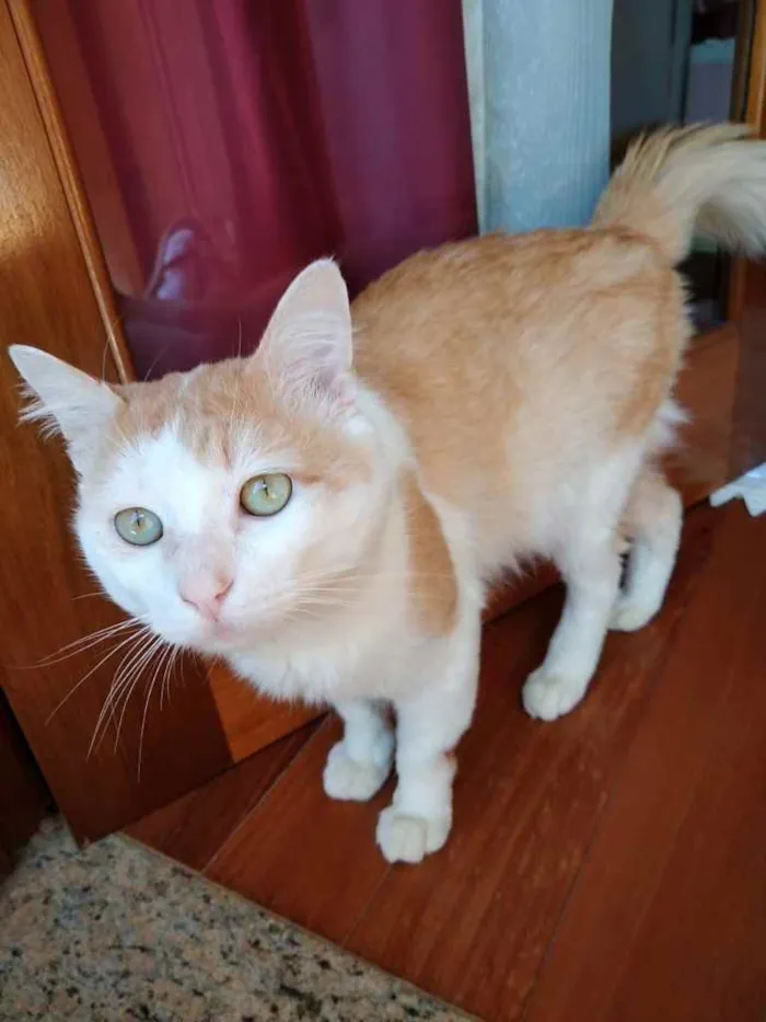 Gato ra a Srd idade 1 ano nome Ming gatinho lindo