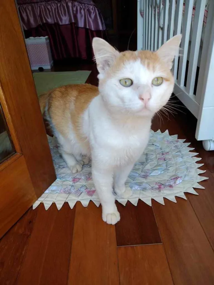Gato ra a Srd idade 1 ano nome Ming gatinho lindo
