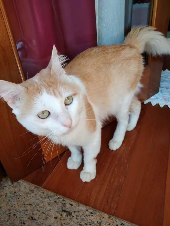 Gato ra a Srd idade 1 ano nome Ming gatinho lindo