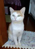 Ming gatinho lindo