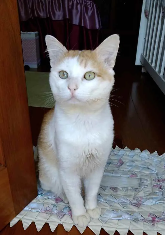 Gato ra a Srd idade 1 ano nome Ming gatinho lindo
