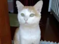 Ming gatinho lindo