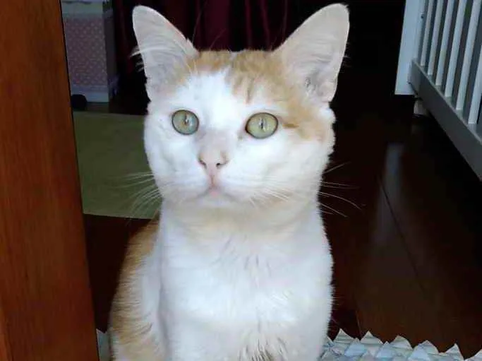 Gato ra a Srd idade 1 ano nome Ming gatinho lindo