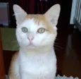 Ming gatinho lindo