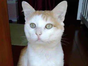 Gato raça Srd idade 1 ano nome Ming gatinho lindo 
