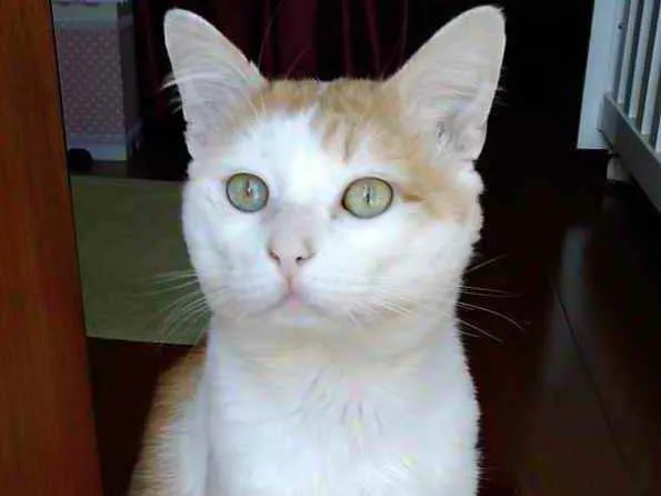 Gato ra a Srd idade 1 ano nome Ming gatinho lindo