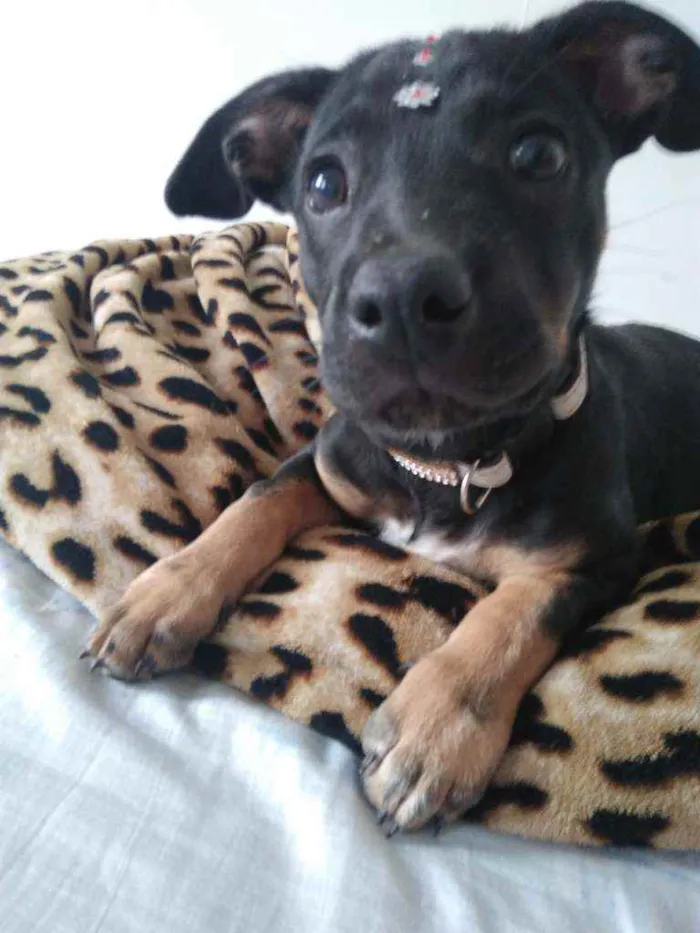Cachorro ra a Srd idade 2 a 6 meses nome Charlotte