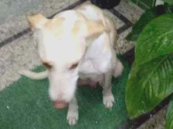 Cachorro ra a Rafeiro idade 2 anos nome Branquinha