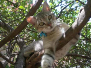 Gato raça Comum tigresa idade 7 a 11 meses nome Fofucho