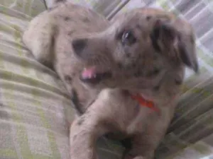 Cachorro raça Não definida idade 2 a 6 meses nome Pandora