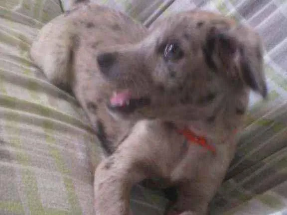 Cachorro ra a Não definida idade 2 a 6 meses nome Pandora