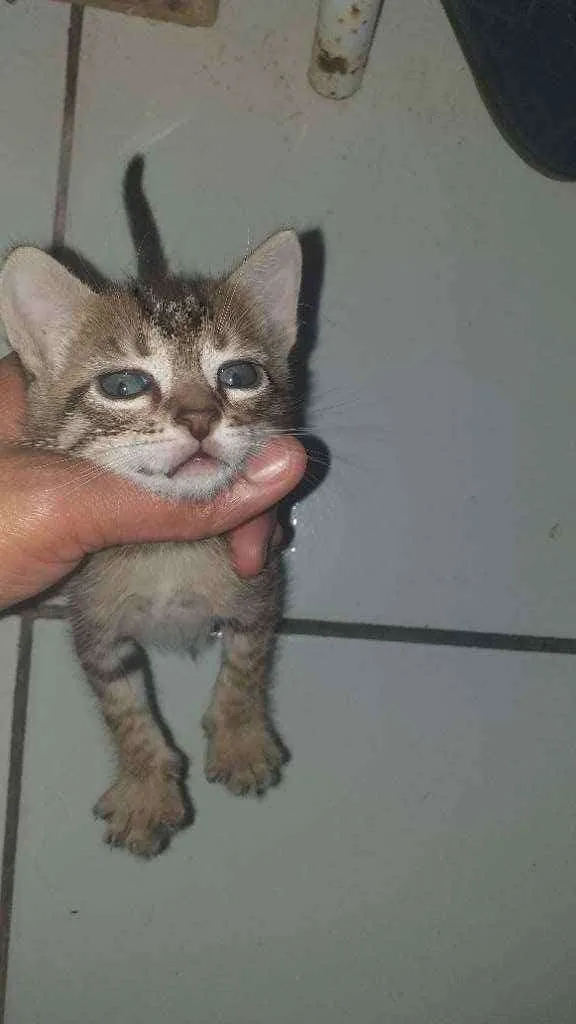 Gato ra a Vira lata  idade Abaixo de 2 meses nome Noah e tigresa 