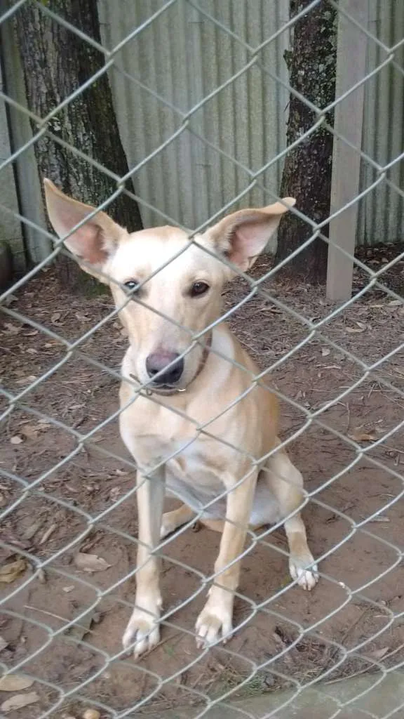 Cachorro ra a SRD idade 1 ano nome KIARA
