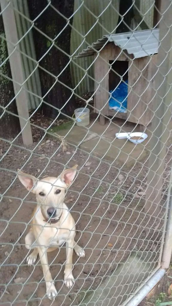 Cachorro ra a SRD idade 1 ano nome KIARA