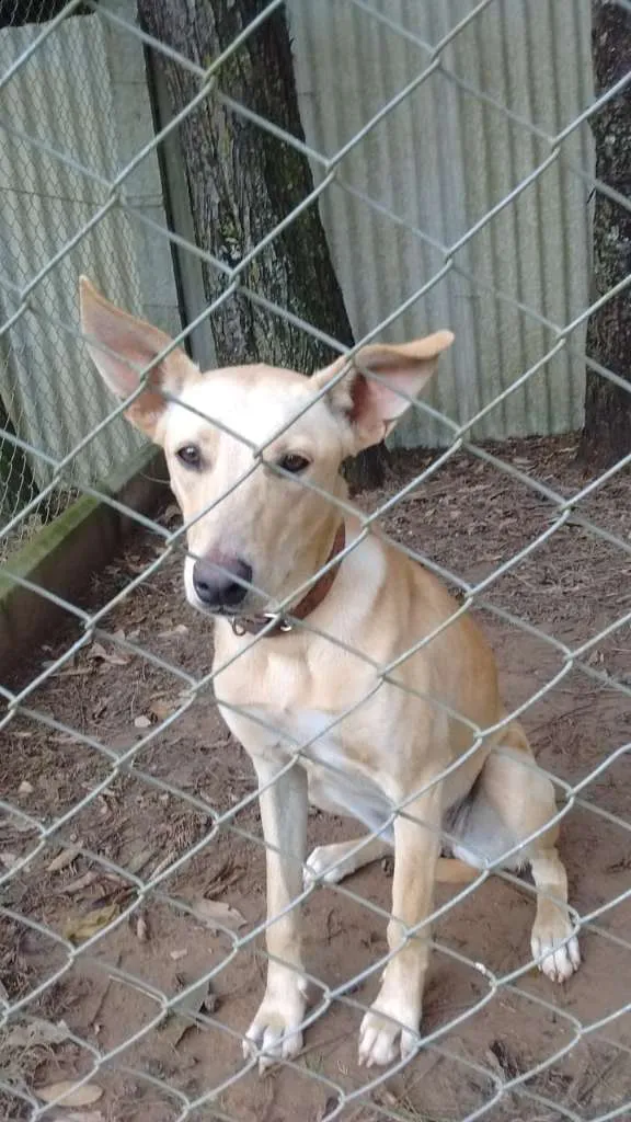Cachorro ra a SRD idade 1 ano nome KIARA