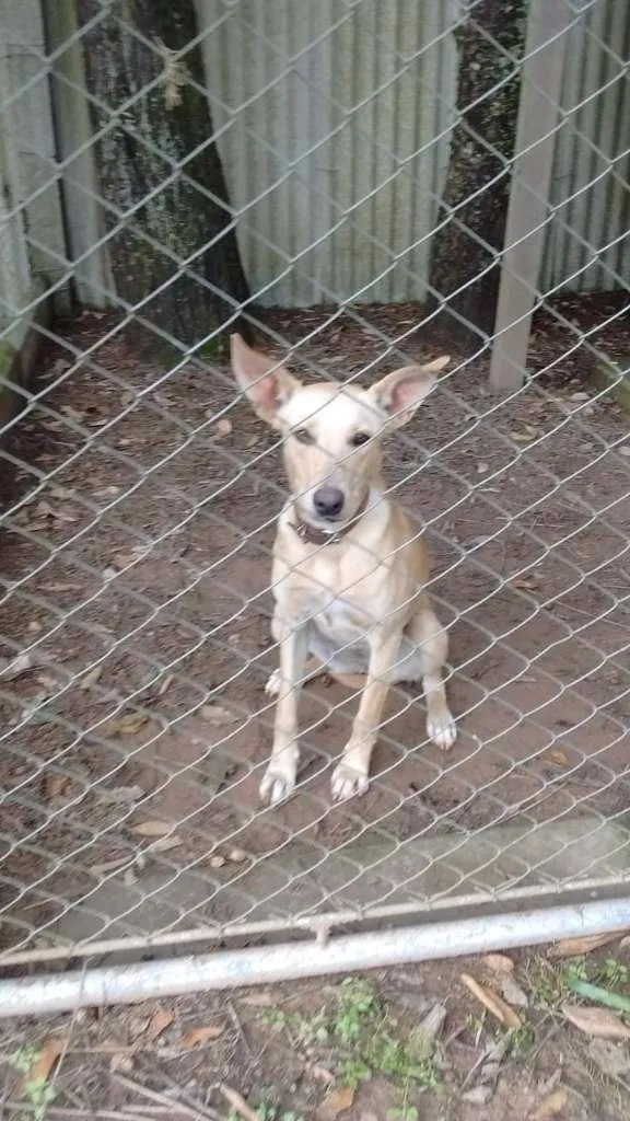 Cachorro ra a SRD idade 1 ano nome KIARA
