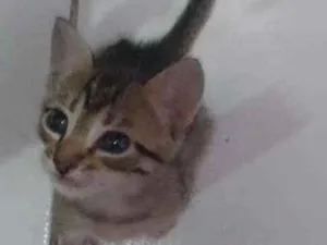 Gato raça Vira lata  idade Abaixo de 2 meses nome Noah e tigresa 