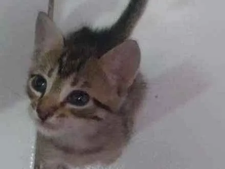 Gato ra a Vira lata  idade Abaixo de 2 meses nome Noah e tigresa 