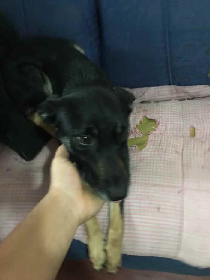 Cachorro ra a Vira lata  idade 1 ano nome Neguinha